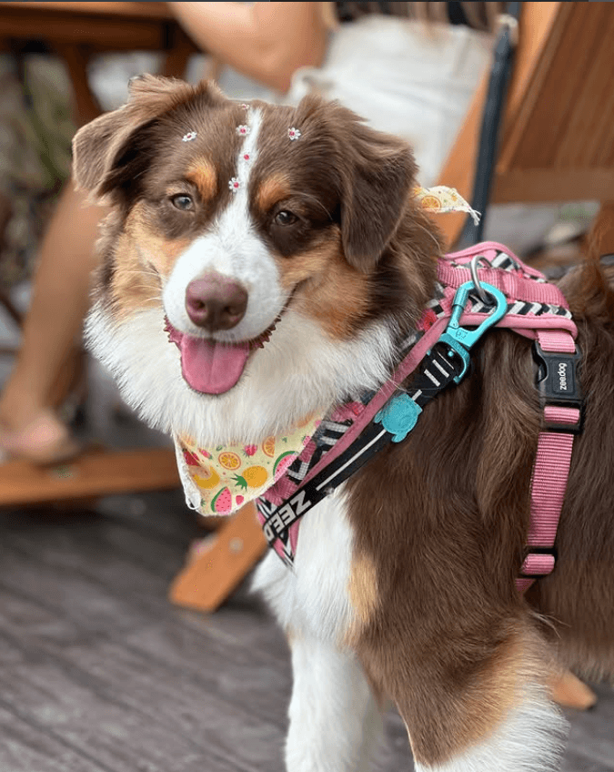 Pet friendly no Taipei Coffee House
